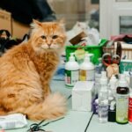 Pet supplies